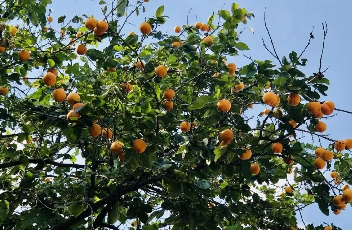 131665640816123021.png image.png